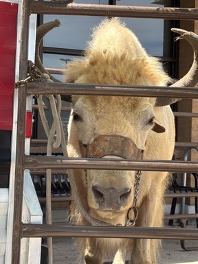 PlainsCapital's One-in-a-Million White Buffalo, Mo